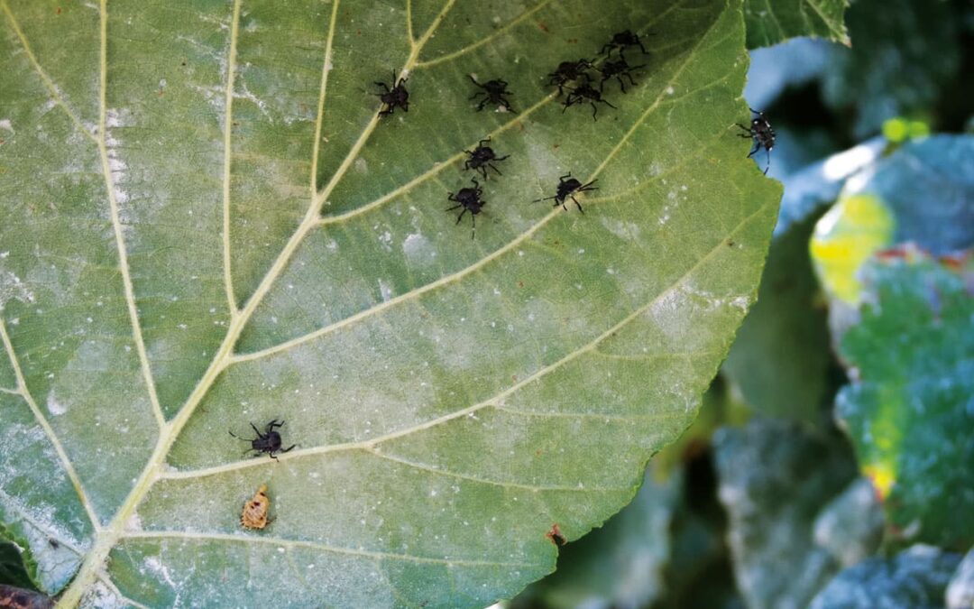 Bollettino Fitofarmaci 2022