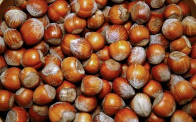 QUOTAZIONI NOCCIOLE ROMANE VALIDE DAL 06/10/2025 AL 08/10/2025