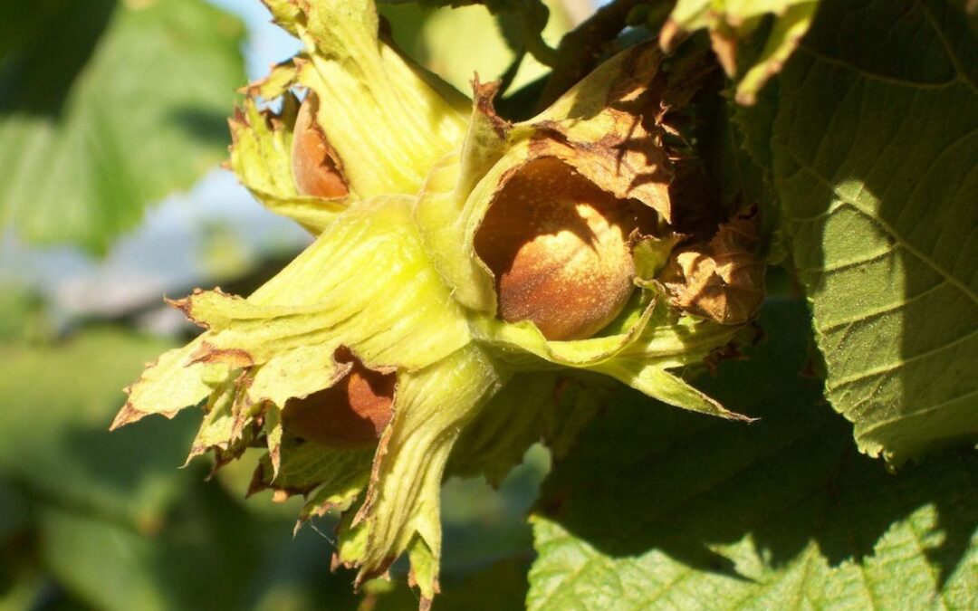 Bollettino fitopatologico del nocciolo 19/04/2023