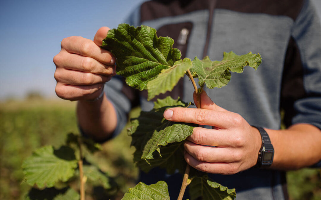 Bollettino rame autunnale