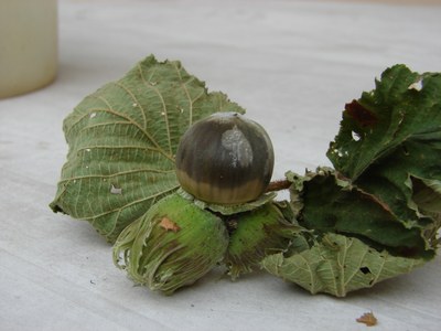 Bollettino fitopatologico del nocciolo del 16/05/2023