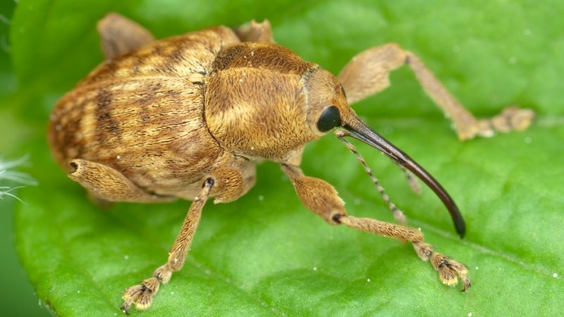 BOLLETTINO FITOPATOLOGICO DEL NOCCIOLO VALEVOLE DAL 07/06/2024 AL 30/06/2024