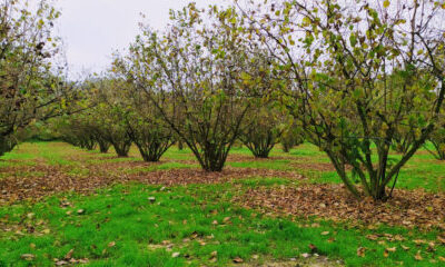 BOLLETTINO FITOPATOLOGICO DEL NOCCIOLO VALIDO DAL 15/03/2026 AL 08/04/2026