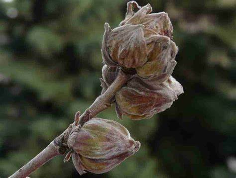 BOLLETTINO FITOPATOLOGICO DEL NOCCIOLO – 17/04/2024